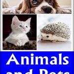 Animals-Pets
