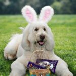 220331095725-cadbury-bunny-therapy-dog-super-tease.jpg
